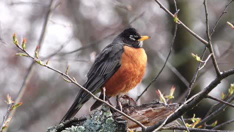 a sleepy american robin perches in a tree and tries to stay awake