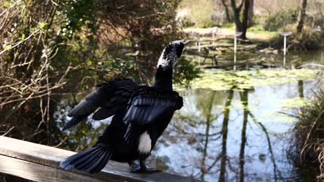 Majestuoso-Cormorán-Negro-Sentado-En-El-Puente-Y-Disfrutando-De-La-Naturaleza-Con-Lago-Natural-Y-Bosque-En-Verano