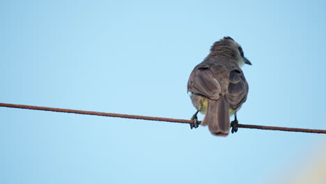 equilibrio de bulbul con ventilación amarilla encaramado en un cable sobre un fondo de cielo azul claro, extendiendo alas y plumas de cola y volando lejos - vista trasera en cámara lenta
