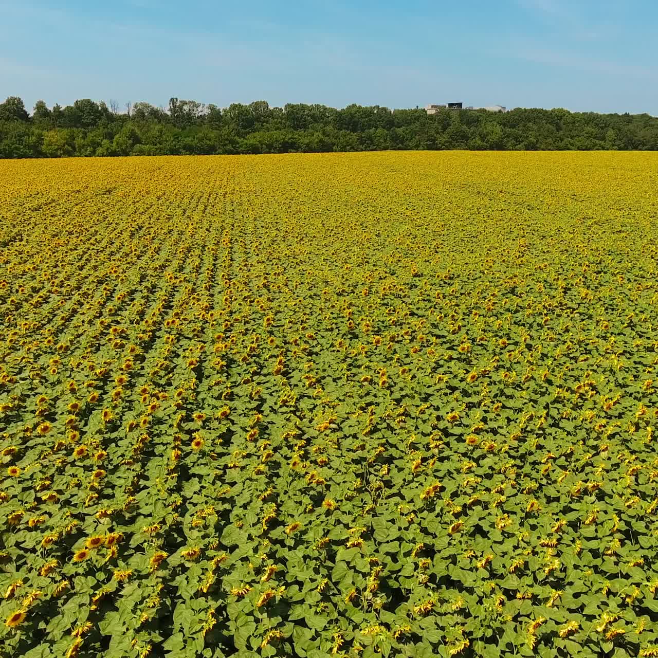 Yellow field of seed flowers in vast plantation. Agricultural farmlands on sunny summer day against blue sky backdrop