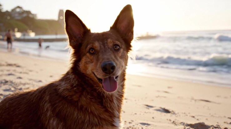 Un Bellissimo Cane si Gode il Tramonto in Spiaggia, Catturando il Momento Tranquillo e il Caldo Bagliore dell'Ora d'Oro in un Sereno Ambiente Costiero