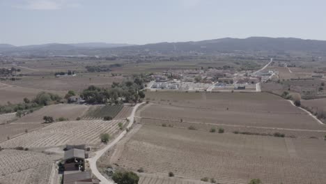 -fields-with-vineyards,-olive-trees