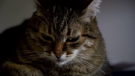 el gato se sienta en una silla.