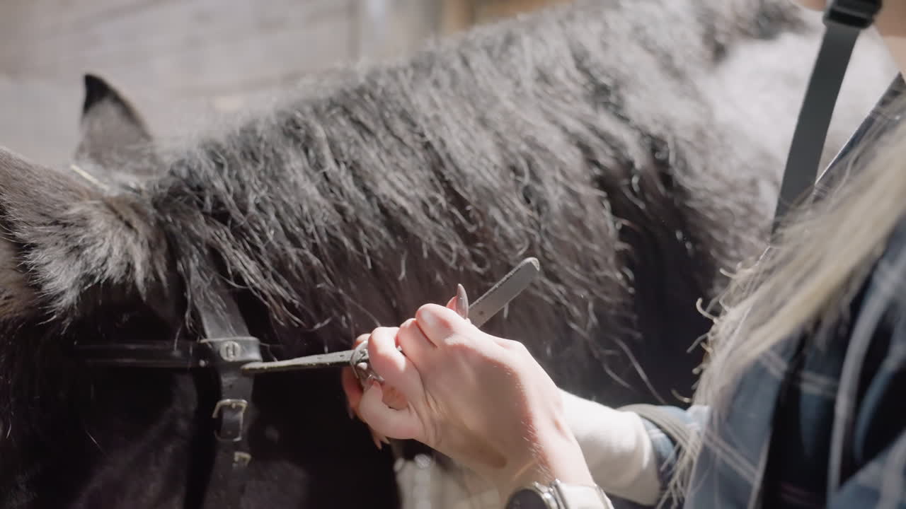 Primo piano di una donna che regola la briglia su un cavallo nero: le mani allacciano le fibbie, le cinghie di cuoio, un orologio al polso. Un rituale concentrato di adattamento dell'attrezzatura nella luce soffusa della stalla, che mostra cura attenta e lavoro di precisione sui dettagli.