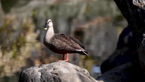 a duck standing still on a rock outdoors