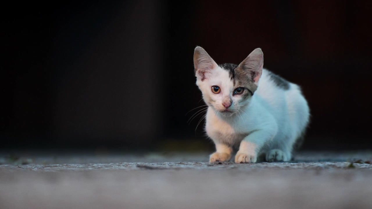 Un gattino bianco guarda direttamente la telecamera ed è in stato di massima allerta.