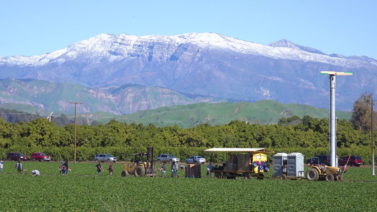 이주 농장 노동자들은 필모어 캘리포니아 근처 배경에 눈 덮인 캘리포니아 산이 있는 딸기를 따는 들판에서 일합니다