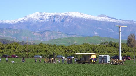 Eingewanderte-Landarbeiter-Arbeiten-Auf-Den-Feldern-Und-Pflücken-Erdbeeren-Mit-Schneebedeckten-Kalifornischen-Bergen-Im-Hintergrund-In-Der-Nähe-Von-Fillmore-California