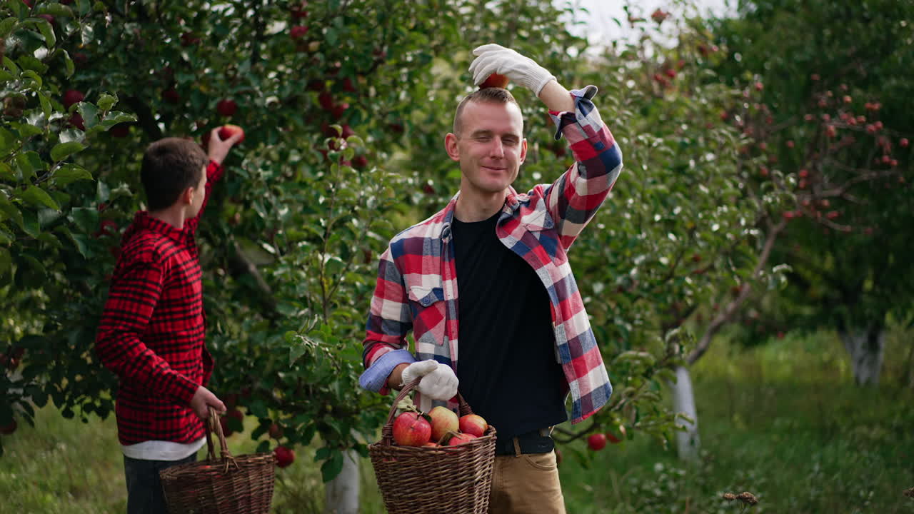 Man with a basket of apples in his hands tossing apple and putting it on his head. Boy in red shirt picking fruit from tree in the garden.