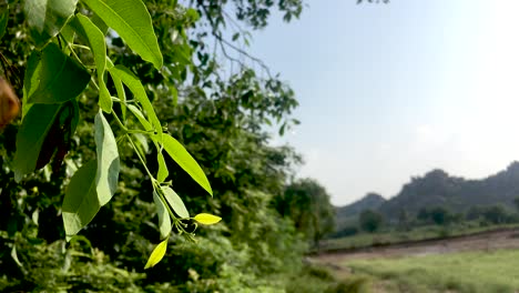 The-black-neem-tree-in-park-waved-their-branches-due-to-wind