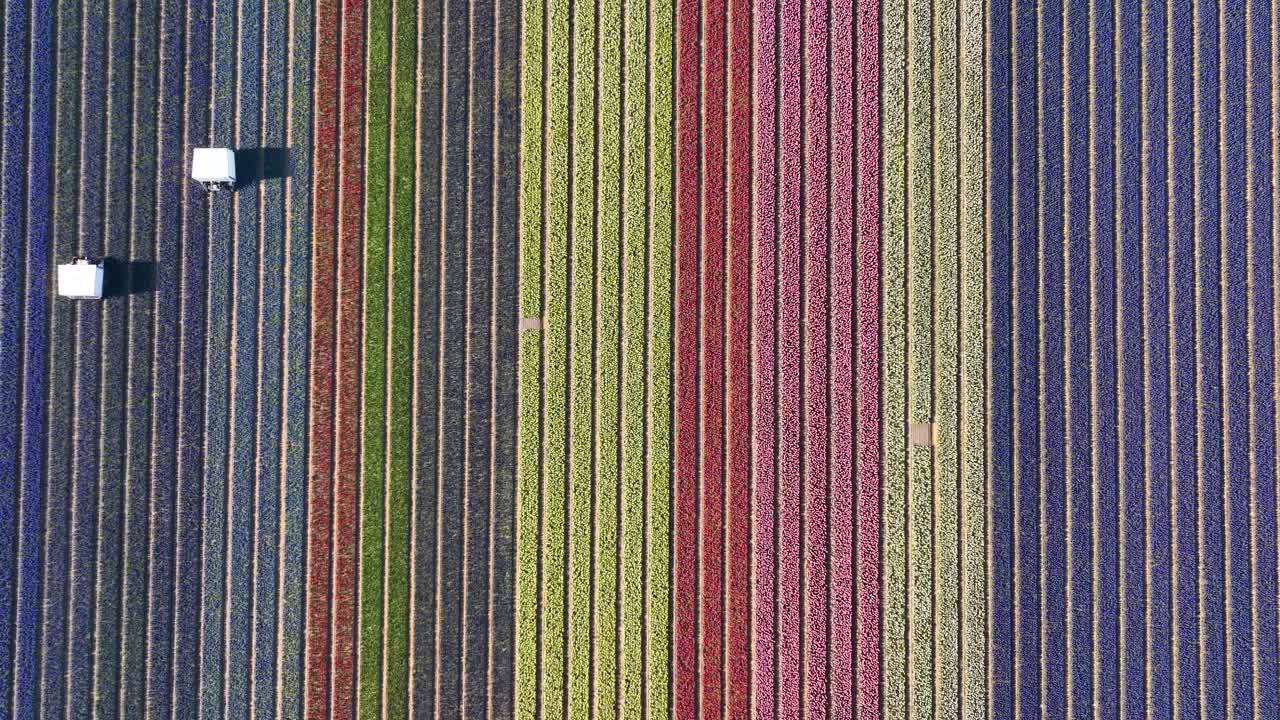 Beautiful, colorful rows of tulips growing in The Netherlands