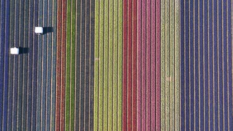 Beautiful,-colorful-rows-of-tulips-growing-in-The-Netherlands