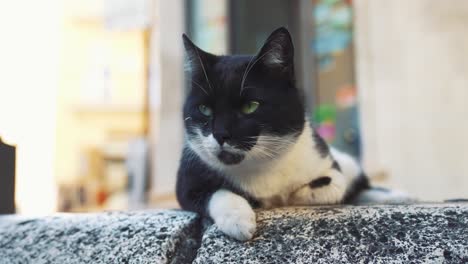 a cat, adorable, beautiful wild stray, is observing with its curious green eyes, captured as close up with background blur and warm sun beams on a lazy afternoon