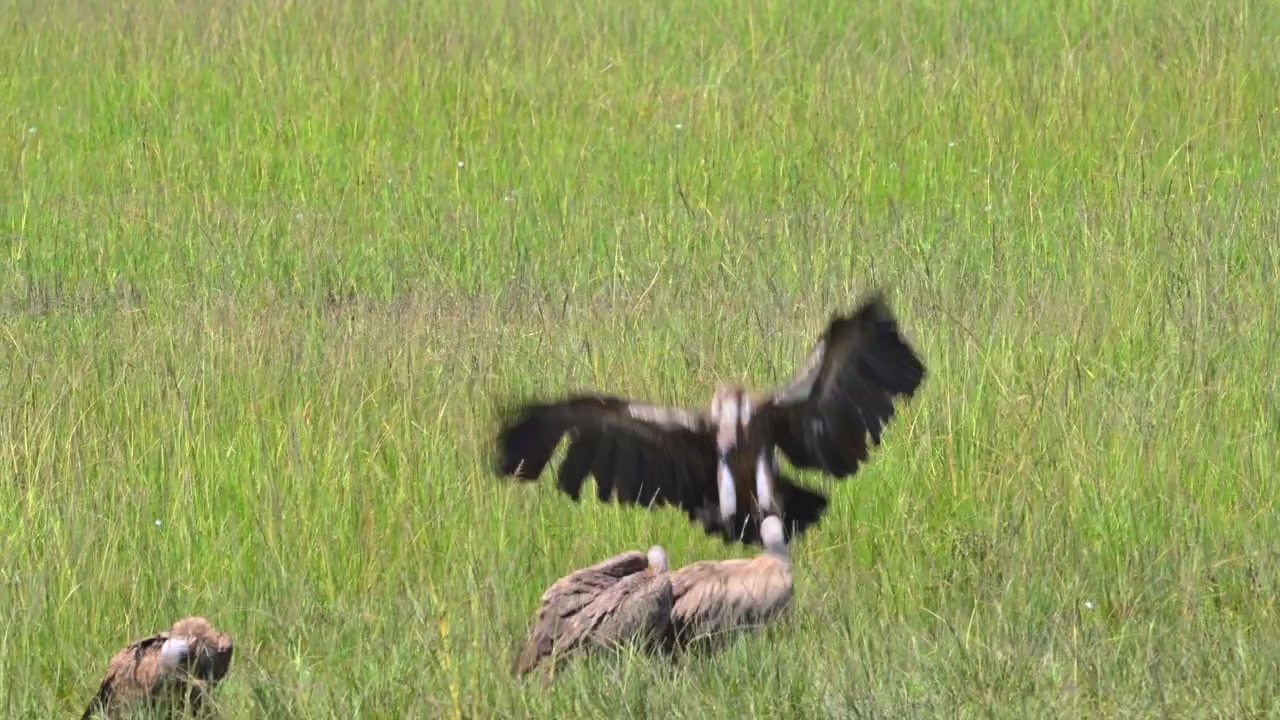 White-backed Vulture Touching Down Among a Group Vultures in the Maasai Mara National Reserve, Kenya