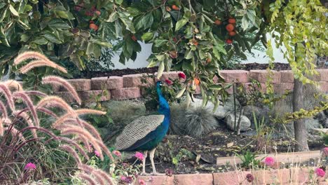 vibrant male peacock in a neighborhood pecking at some ripe fruit static shot