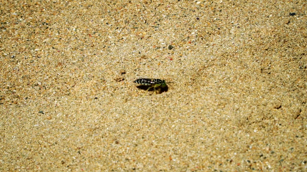 Sand wasp or bembicini flying away after digging in sand hill, slow motion close up