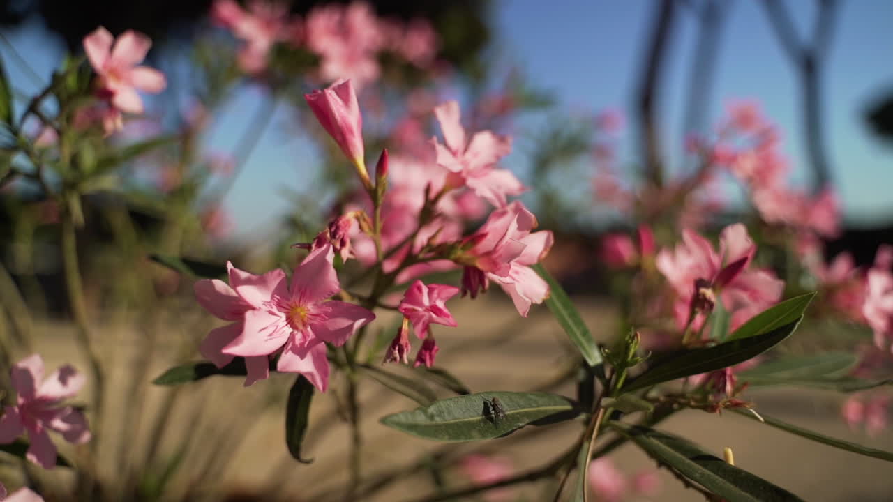 muévase hacia hermosas flores rosadas, comenzando desenfocadas y enfocándose.