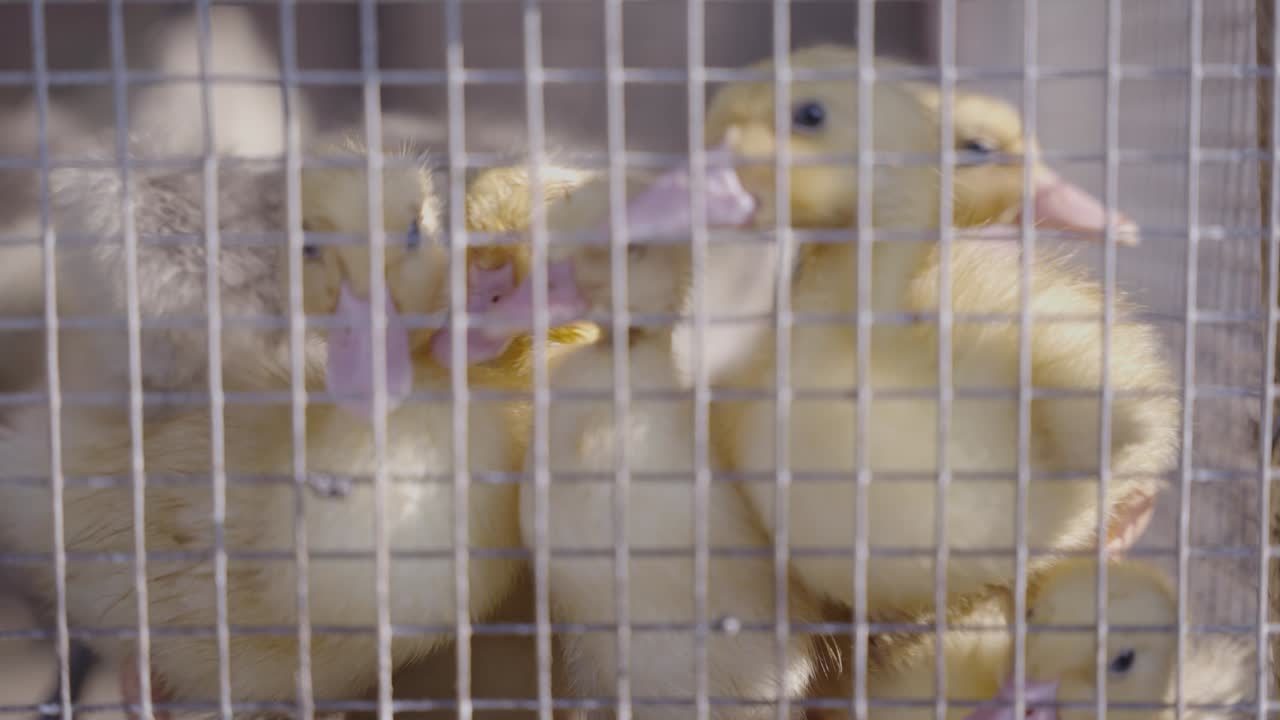 Kananpoikasia tiiviisti häkissä: lähikuva 1