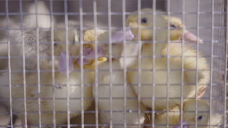 Baby-Chickens-Cuddled-in-Cage:-A-Close-Up-View-1