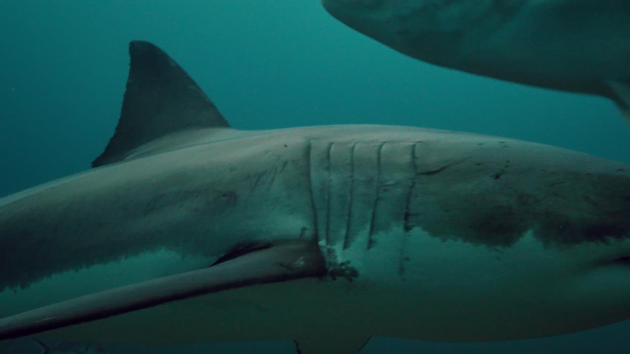 gran tiburón blanco carcharodon carcharias islas neptuno sur de australia 4k cámara lenta 50fps