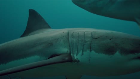 Gran-Tiburón-Blanco-Carcharodon-Carcharias-Islas-Neptuno-Sur-De-Australia-4k-Cámara-Lenta-50fps