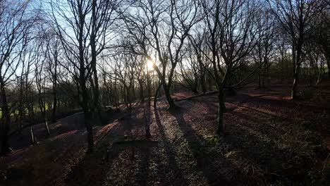 FPV-drone-flying-through-glowing-sunrise-woodland-forest-trees-searching-autumn-terrain