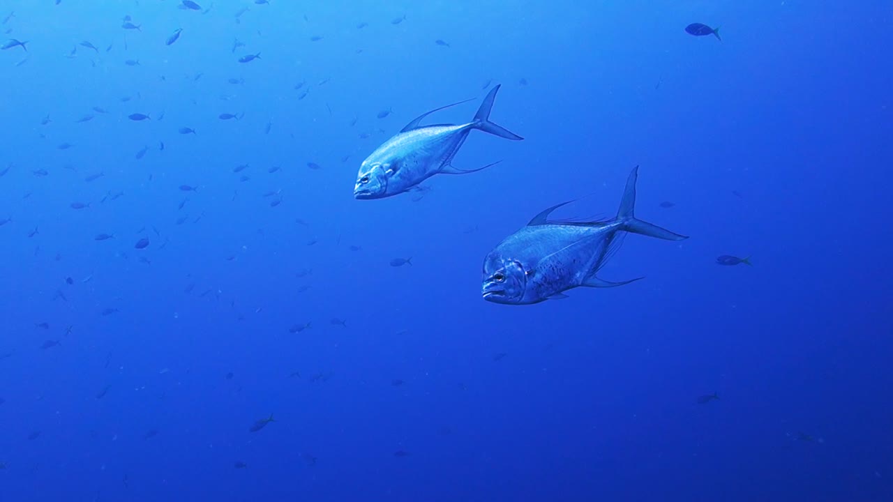 dos peces jack pompano africanos nadan agua de mar azul cristalina