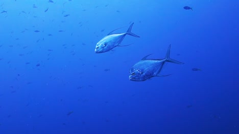 Two-African-Pompano-Jack-Fish-Swim-Crystal-Clear-Blue-Ocean-Sea-Water