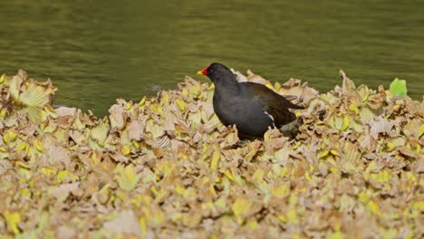 Common Moorhen bathing in lake