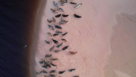 fotografía aérea de las focas en la playa de findhorn en escocia, reino unido