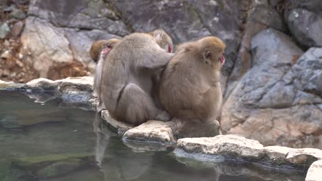 Nagano,-Japan---Group-Of-Macaque-Snow-Monkeys-Sitting-Grooming-Together-Beneath-A-Rocky-Mountain-With-A-Natural-Water-Pool-On-A-Sunny-Day---Medium-Shot