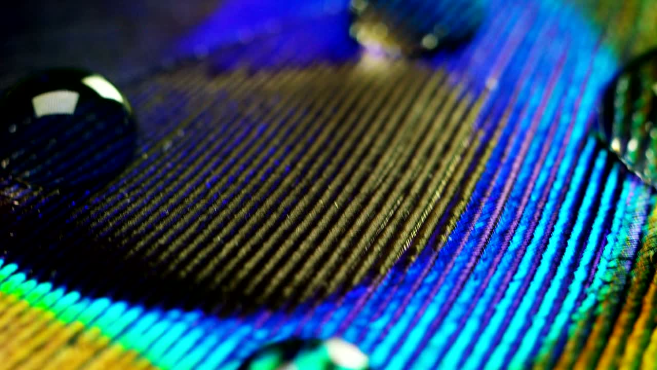 cerca o macro de una pluma de pavo real colorida con una gota descansando en ella. la pluma de peón llena de colores y texturas es elegante y decorada.
