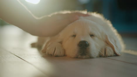 a man's hand strokes a light fluffy puppy who is napping on the floor at home