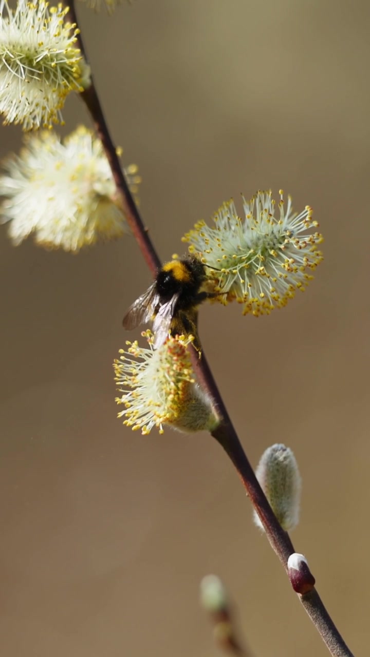 En humle samler pollen fra delikate vårrakler mot en uskarp bakgrunn. Ideelt for naturdokumentarer og pedagogisk innhold.