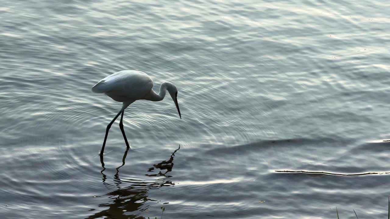 cigüeña ave migratoria en busca de comida lago de aguas poco profundas parque lumpini