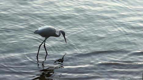 Storch-Vogel-Zugvogel-Auf-Der-Suche-Nach-Nahrung-Flachwasser-Lake-Lumpini-Park