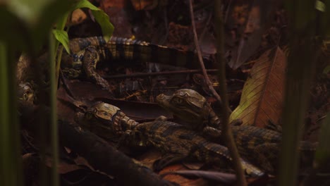 revel shot showing a clutch of newly hatched caiman babies on the river bank undergrowth