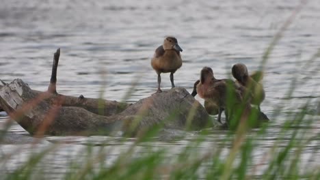 whistling duck-relaxing -chicks -water