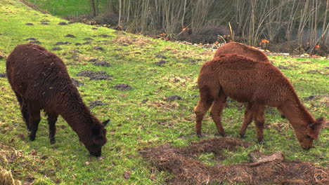 tres alpacas marrones de pie en un prado verde comiendo hierba