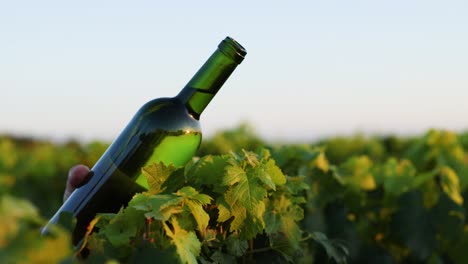 bottle of wine amidst vineyard leaves at sunset