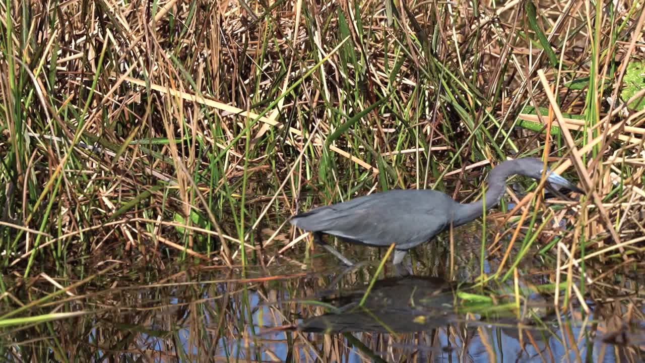 pequeña garza azul buscando comida y pescando un pez para comer
