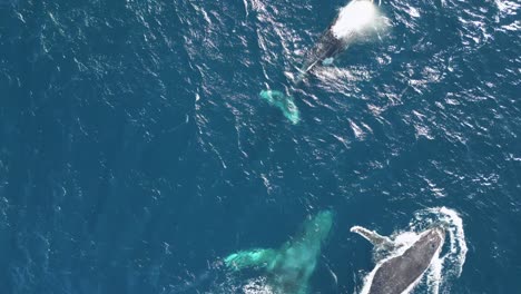 humpback whales surfacing and breathing air, pod of whales swimming in south pacific ocean