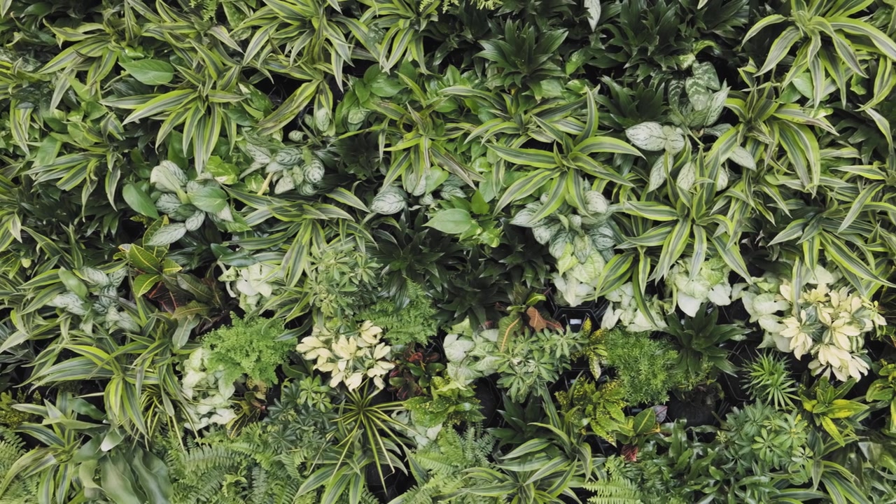 Beautiful panning shot of a large interior green plant wall