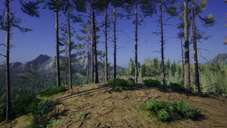 stunning view of a peaceful forest on a sunny mountain day
