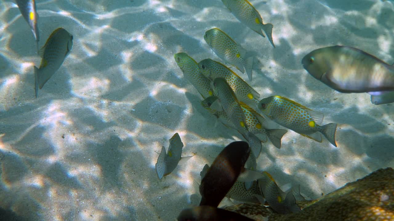 태국의 산호초에 있는 골든 래비트피쉬 (golden rabbitfish) 또는 세이건스 구타투스 (seanus guttatus) 학교의 수중 영상.
