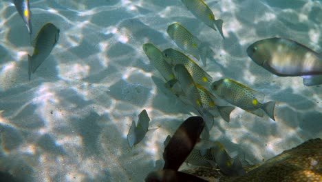 video submarino de pez conejo dorado o escuela de siganus guttatus en el arrecife de coral de tailandia. actividades de buceo o buceo. arrecife submarino. vida silvestre profunda del mar y el océano. naturaleza submarina.