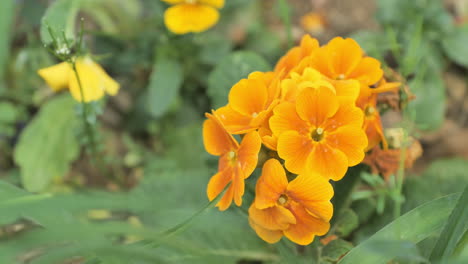 orange flowers blooming during spring montpellier