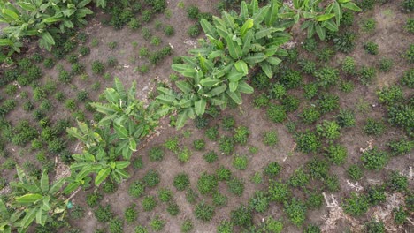 árboles de café en plantaciones agrícolas