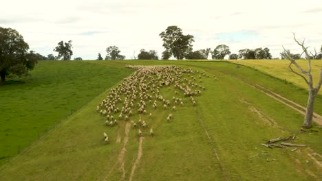 Mob-of-Merino-hoggets-moving-on-wide-open-green-pasture,-aerial-shot