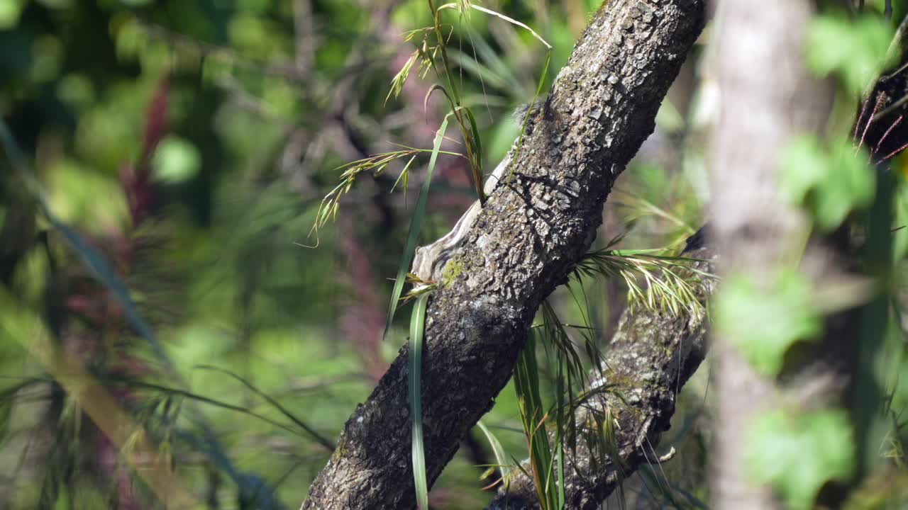 나무 에 서 있는 동안 풀 씨 를 먹고 있는 세 줄무 ⁇  땅 다람 ⁇